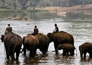 Dubare Elephant Camp